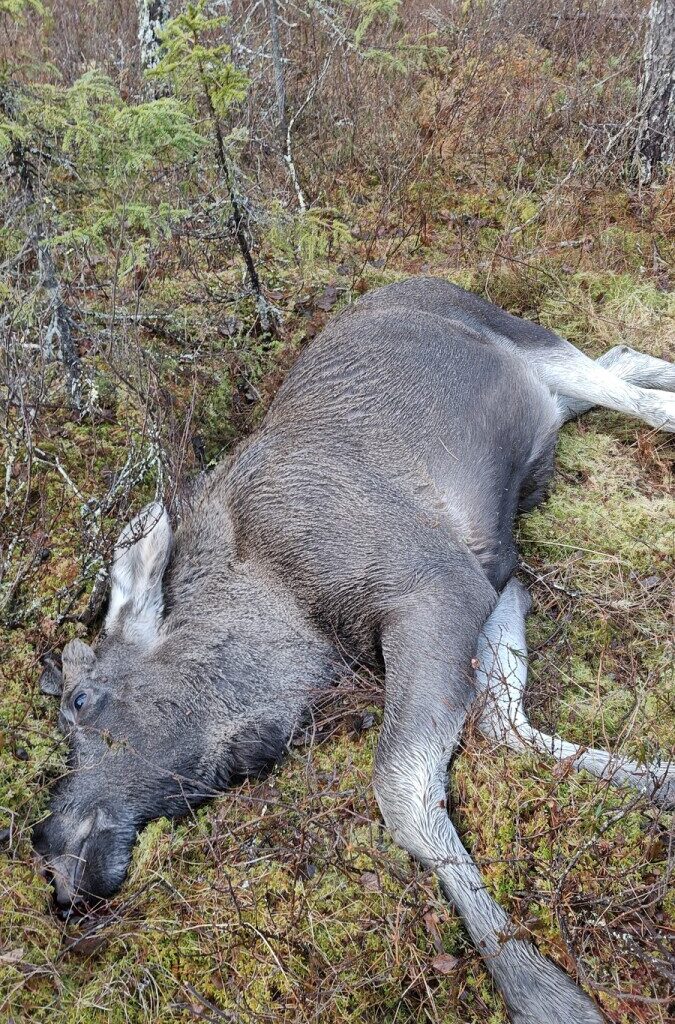 Näin hirvenpyynti on sujunut Itä-Lapissa – Hirvet olivat varsinkin alkusyksystä arkoja