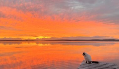 Kuukauden taiteilijan Janita Maijalan näyttely on kunnianosoitus erityiselle Tiuku-kissalle