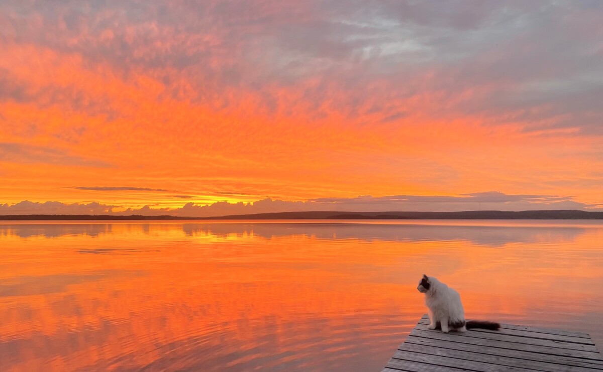 Kuukauden taiteilijan Janita Maijalan näyttely on kunnianosoitus erityiselle Tiuku-kissalle