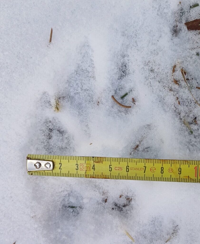 Susihavaintojen keskittymä nyt Paltamossa – Kivesjärven reviiristä ei ole varmuutta