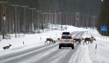 Kaksi peurakolaria Härkölänsuoralla vuorokauden sisään – "Siinä on tunnusmerkkejä, että on petoja mukana"