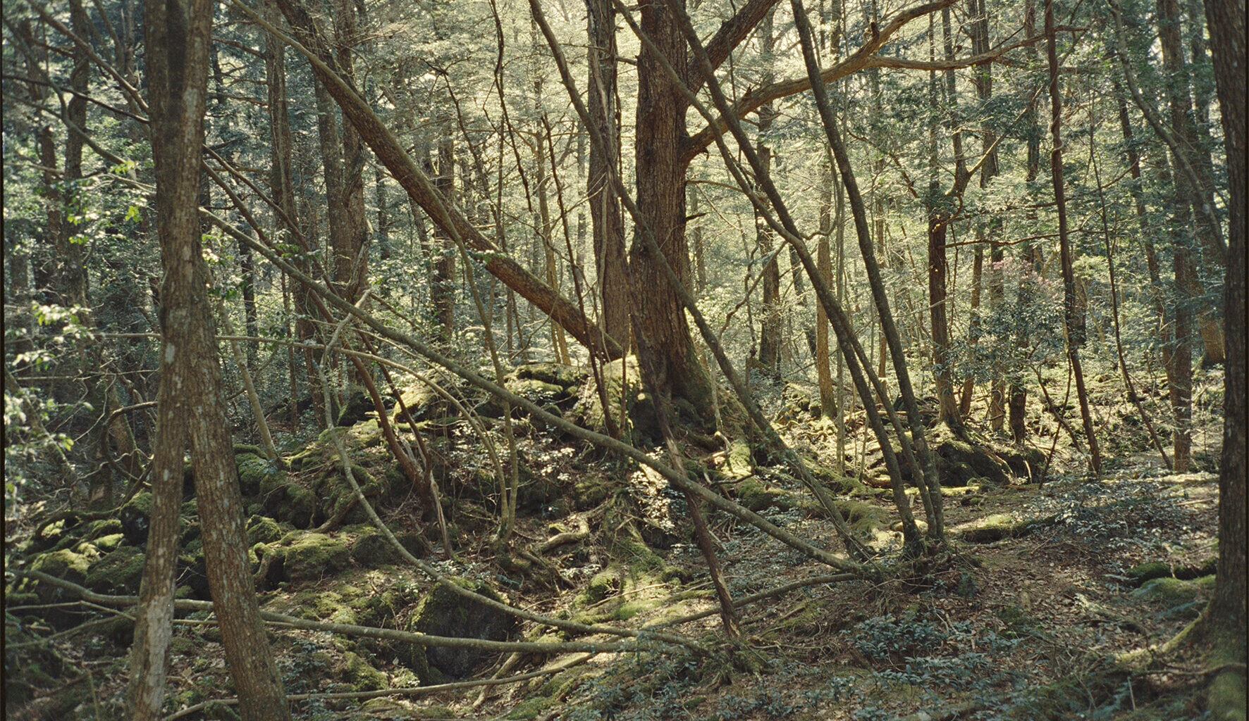 Japanissa on kaksi synkkääkin synkempää metsää, dokumentti kertoo
