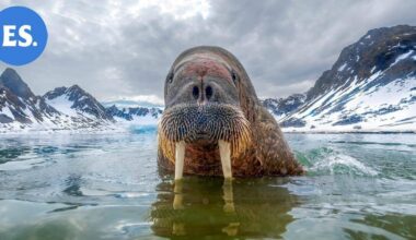 Mursun penisluu varastettiin – "Mikään ei ole samoin ilman sitä" | Uutissuomalainen