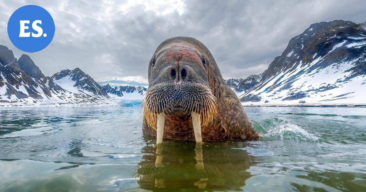 Mursun penisluu varastettiin – "Mikään ei ole samoin ilman sitä" | Uutissuomalainen