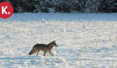 Joensuussa Karhunmäessä liikkui susi | Paikalliset