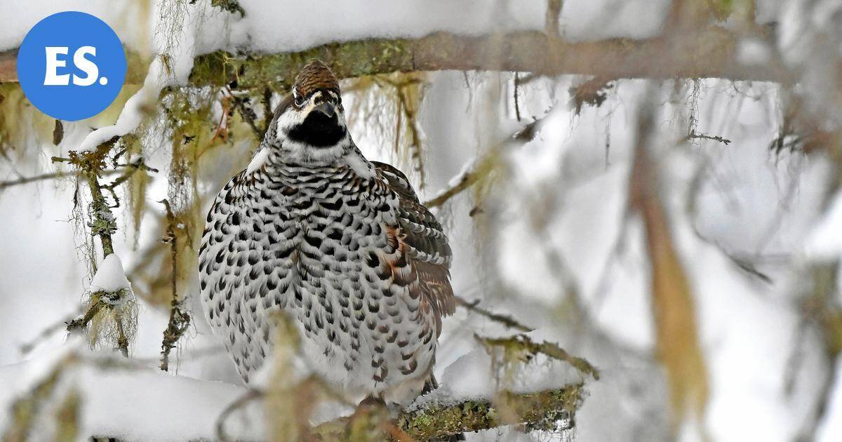 Stora Enson sahalla erikoinen vieras – Pelastajat houkuttelivat ulos | Paikalliset