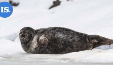 Enonkoskella kiistellään loma-asunnon muuttamisesta ympärivuotiseksi – Syynä saimaannorpan pesimäalue | Paikalliset