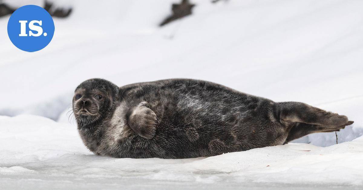 Enonkoskella kiistellään loma-asunnon muuttamisesta ympärivuotiseksi – Syynä saimaannorpan pesimäalue | Paikalliset