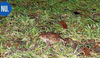 Eläimet | Tämä veijari heräsi talvihorroksesta Röykässä: "Kyllä se elossa oli kun silmät olivat auki" | Paikalliset