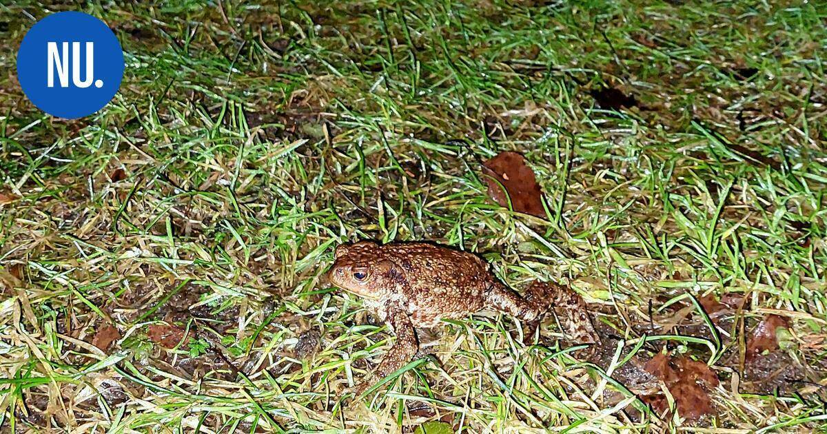 Eläimet | Tämä veijari heräsi talvihorroksesta Röykässä: "Kyllä se elossa oli kun silmät olivat auki" | Paikalliset