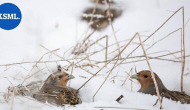 Luonnossa | Lämpötilojen jatkuva sahaaminen talvella kurittaa lintuja – moni jää nälkäiseksi tai saalistajien armoille | Teemat
