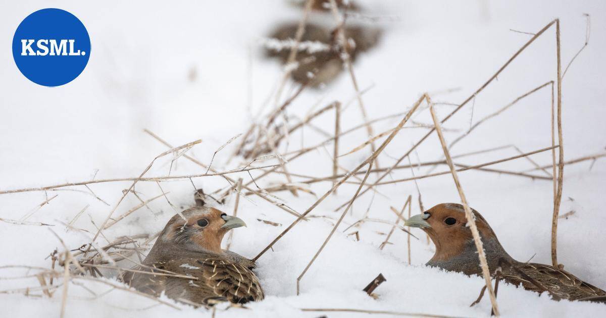Luonnossa | Lämpötilojen jatkuva sahaaminen talvella kurittaa lintuja – moni jää nälkäiseksi tai saalistajien armoille | Teemat