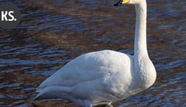 Pintapelastajat auttoivat joutsenta Ummeljoella | Paikalliset