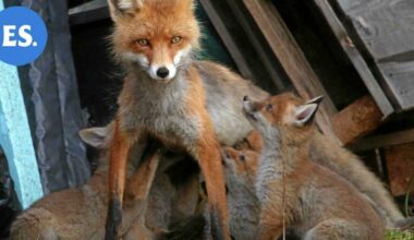 Vuoden jutut | Alakylässä söpö yllätys: Raipe-kettu teki pesän toimittajan pihamaalle | Paikalliset