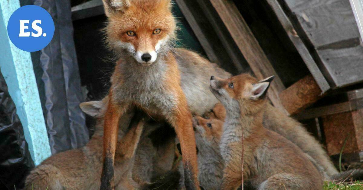 Vuoden jutut | Alakylässä söpö yllätys: Raipe-kettu teki pesän toimittajan pihamaalle | Paikalliset