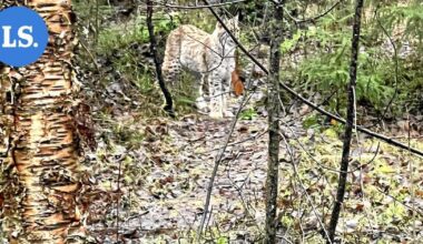 Pihoissa vieraillut ilves lopetettiin Pieksämäellä | Paikalliset