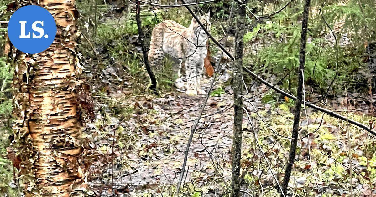 Pihoissa vieraillut ilves lopetettiin Pieksämäellä | Paikalliset