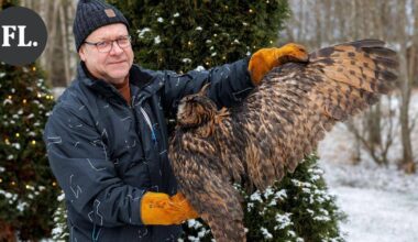 Forssan Kiimassuolla jumiin jäänyt Jean-huuhkaja toipuu Korkeasaaressa | Paikalliset