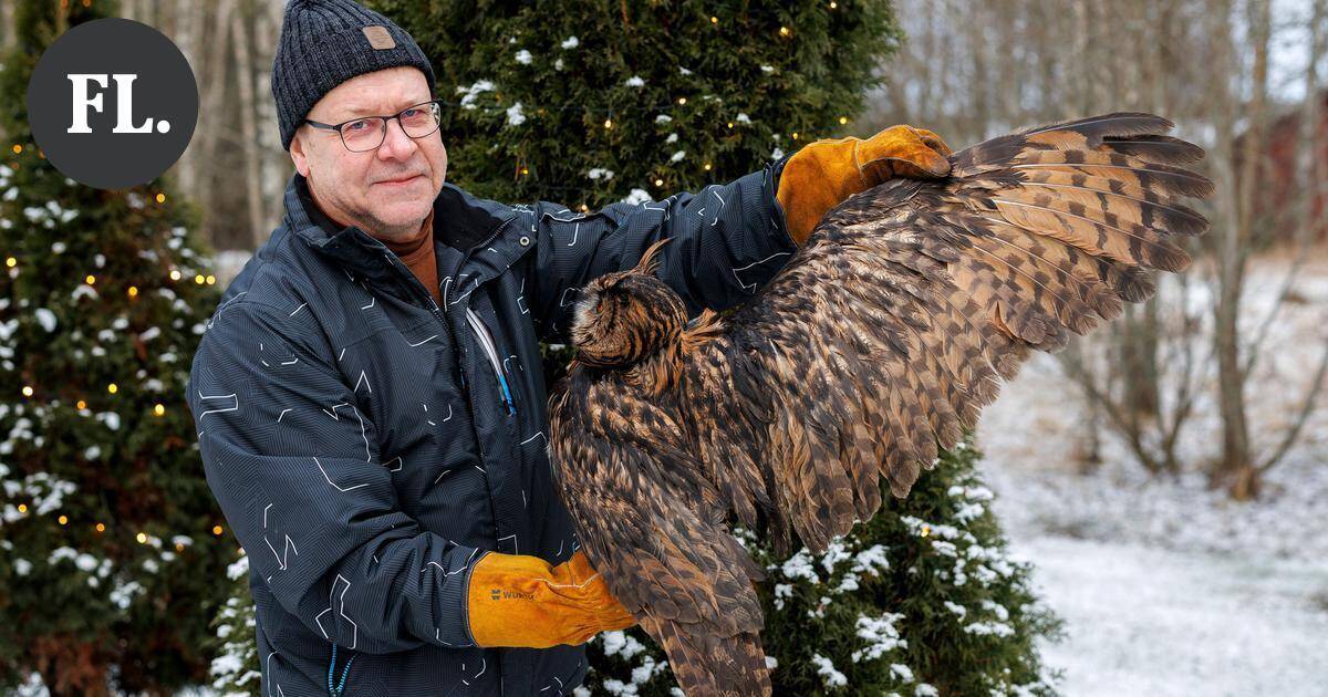 Forssan Kiimassuolla jumiin jäänyt Jean-huuhkaja toipuu Korkeasaaressa | Paikalliset