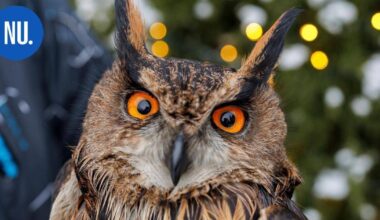 Haavoittunut huuhkaja löytyi moottoritien poskesta Nurmijärveltä | Paikalliset