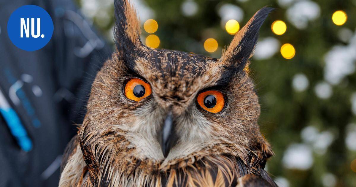 Haavoittunut huuhkaja löytyi moottoritien poskesta Nurmijärveltä | Paikalliset