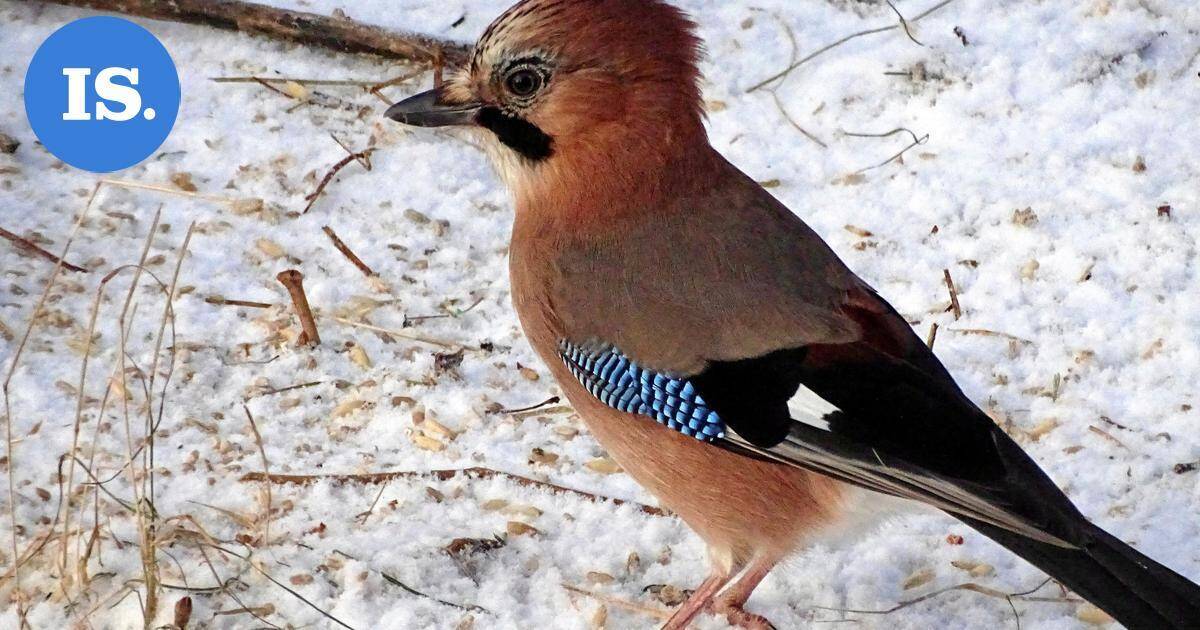 Lukijan luontokuvat | Luistelija, närhi ja muita havaintoja – katso kuvat! | Paikalliset