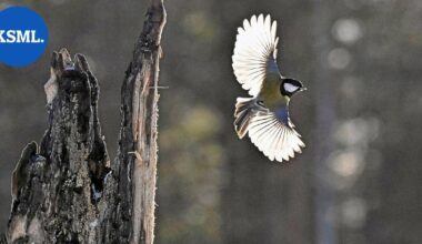 Luonto kuvaan | Suomen ensimmäinen kiharapelikaani ja 162 muuta lintulajia täydensivät viime vuonna Jussi Murtosaaren kuva-arkistoa | Teemat