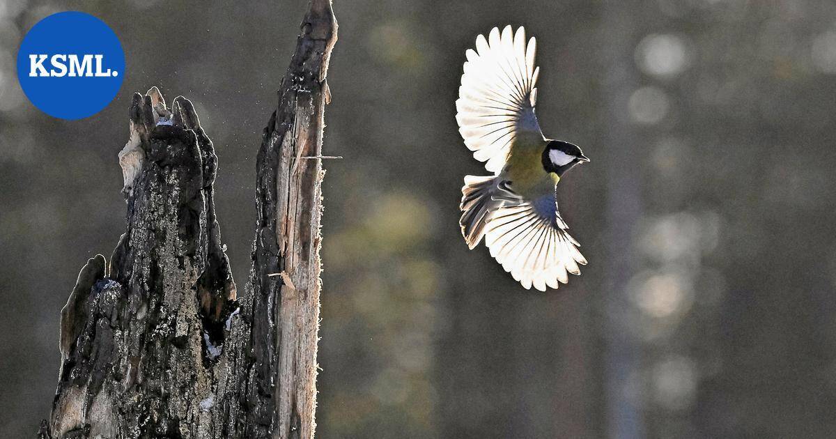 Luonto kuvaan | Suomen ensimmäinen kiharapelikaani ja 162 muuta lintulajia täydensivät viime vuonna Jussi Murtosaaren kuva-arkistoa | Teemat
