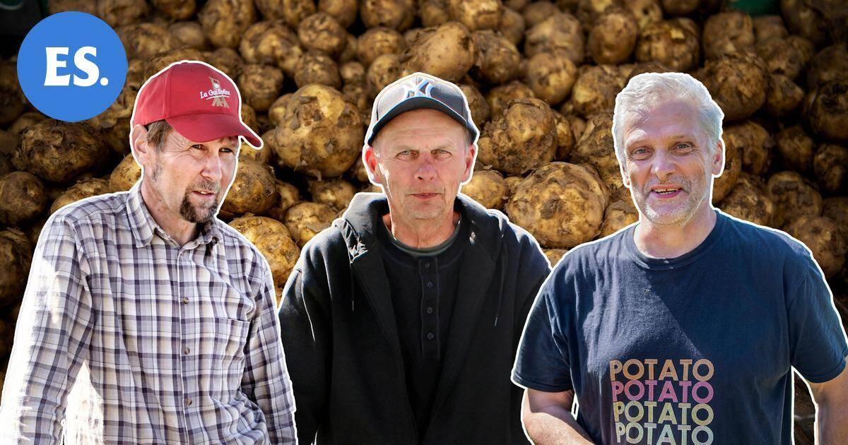 Huono perunasato alkaa näkyä paikallisen perunan loppumisena Lappeenrannan seudun kaupoissa | Paikalliset