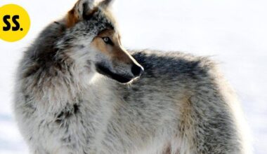 Sanottua | "Isomummoni pikkusisko Ida joutui kotipihassaan suden tappamaksi" | Pääkirjoitus & mielipide