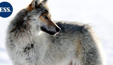 Yli puolet tämän vuoden sallitusta susimäärästä on kaadettu | Uutissuomalainen