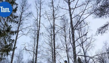 Suolijärvellä opetettiin aktivisteja kiipeämään puihin – Tavoitteena estää hakkuut | Paikalliset