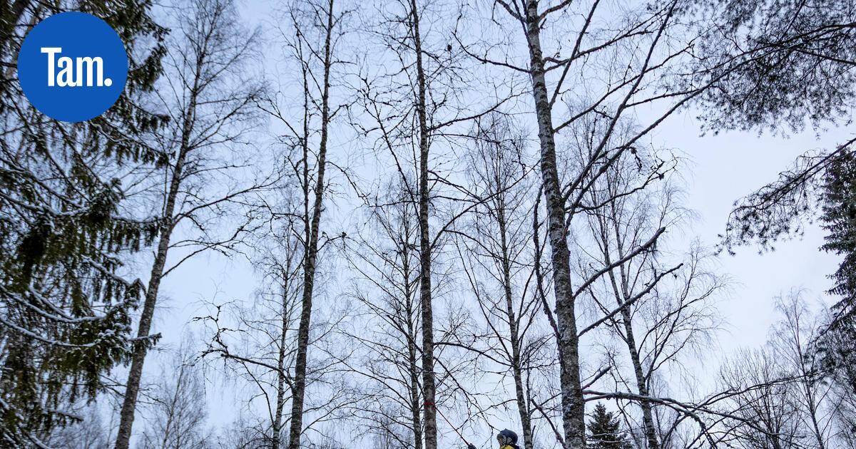 Suolijärvellä opetettiin aktivisteja kiipeämään puihin – Tavoitteena estää hakkuut | Paikalliset