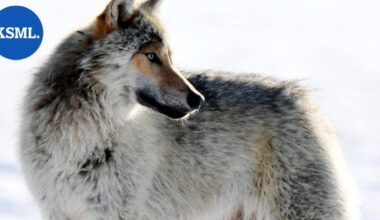 Suden metsästystä on edistänyt suotuisa sää – sadan suden kiintiöstä kaadettu yli puolet muutamassa päivässä | Uutissuomalainen