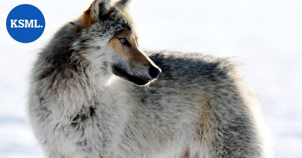 Suden metsästystä on edistänyt suotuisa sää – sadan suden kiintiöstä kaadettu yli puolet muutamassa päivässä | Uutissuomalainen