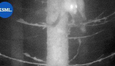 Liiketunnistinkameroilla kuvattu näyttely esillä Taidetila Hopassa Jyväskylässä | Keski-Suomi