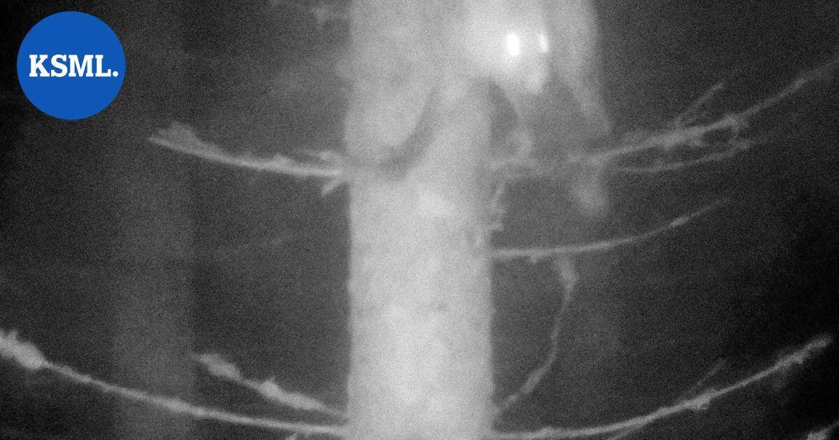 Liiketunnistinkameroilla kuvattu näyttely esillä Taidetila Hopassa Jyväskylässä | Keski-Suomi