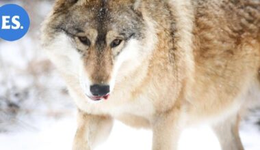 Kaakkois-Suomessa kaadettu jo seitsemän sutta alkuvuoden jahdissa | Paikalliset