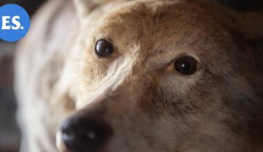 Etelä-Saimaa pääsi katsomaan sutta, joka lahdattiin kansanjuhlassa lähes 70 vuotta sitten | Paikalliset