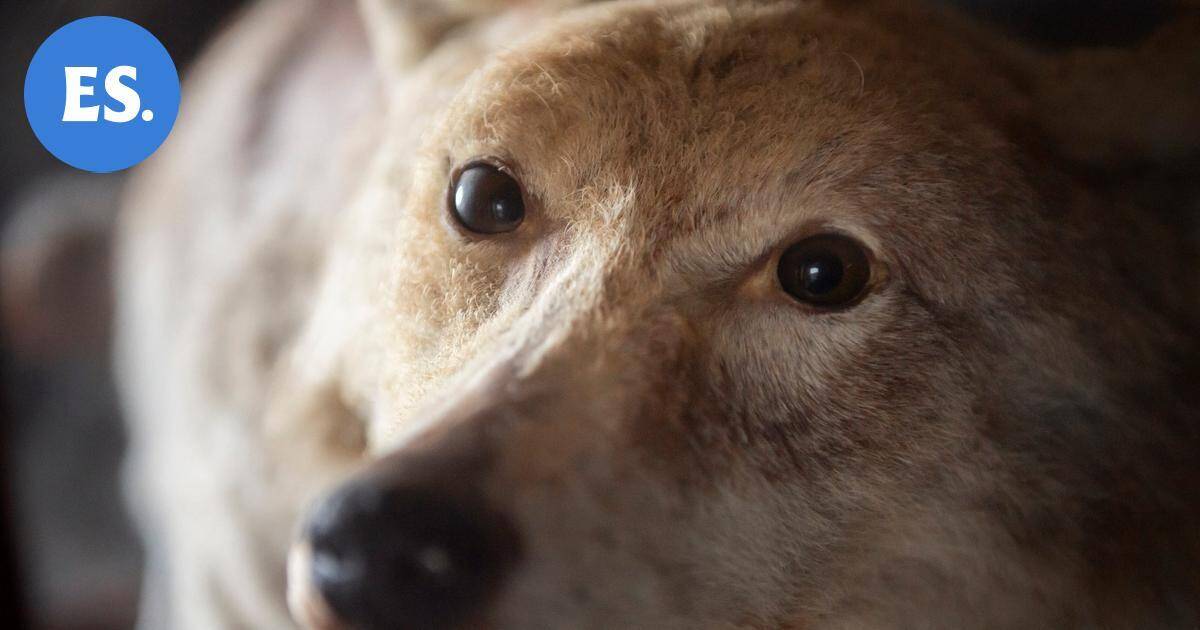 Etelä-Saimaa pääsi katsomaan sutta, joka lahdattiin kansanjuhlassa lähes 70 vuotta sitten | Paikalliset