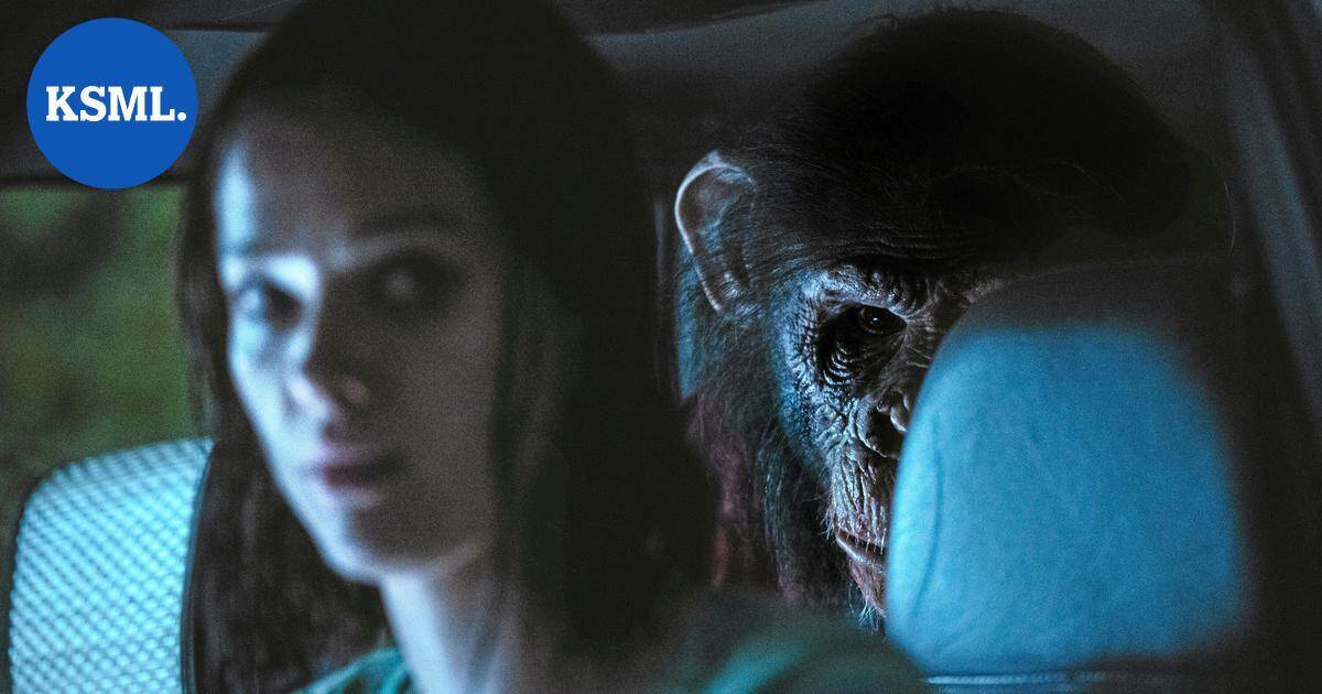 Elokuva-arvio | Simpanssi jahtaa sapienseja rajussa Primate-kauhuelokuvassa | Keski-Suomi