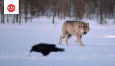 Poronhoito vaikeuksissa petovahinkojen takia