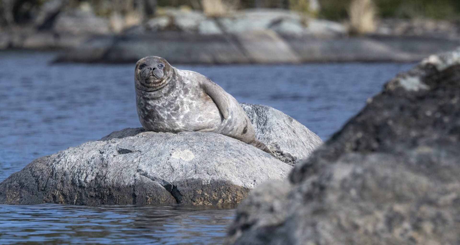 Saimaannorpista leimahti sanasota - "Metsästyksestä vihjailu härskiyden huippu"
