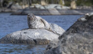 Saimaannorpista leimahti sanasota - "Metsästyksestä vihjailu härskiyden huippu"