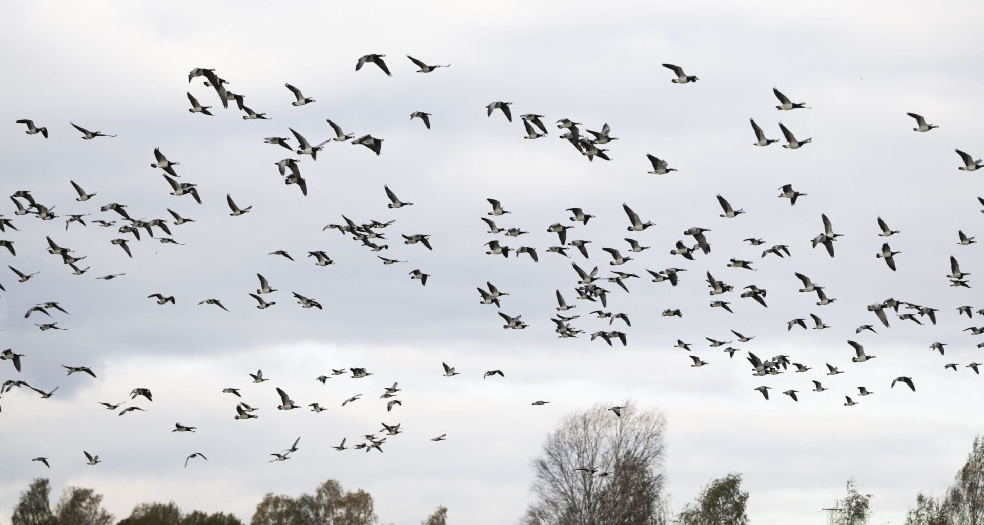 Yle: Valkoposkihanhia tulee yhä enemmän Venäjän sijasta Suomeen