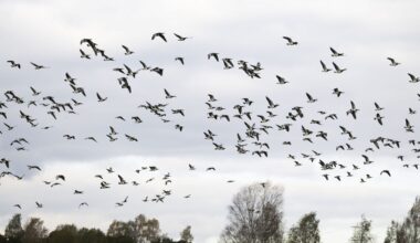 Yle: Valkoposkihanhia tulee yhä enemmän Venäjän sijasta Suomeen