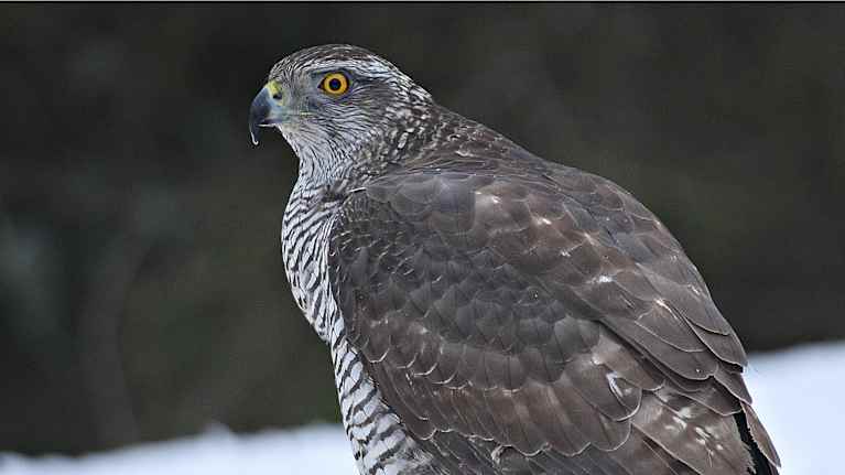 Merikotka, sääksi, muuttohaukka ja kanahaukka ovat Suomen linnuston ylväimpiä lajeja.
