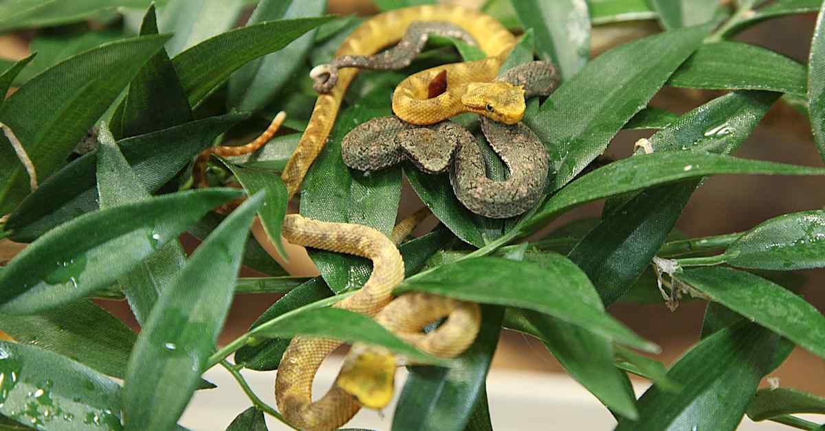 Helsingissä syntyi uudenvuodenyönä yhdeksän myrkyllistä käärmeenpoikasta | Kotimaa