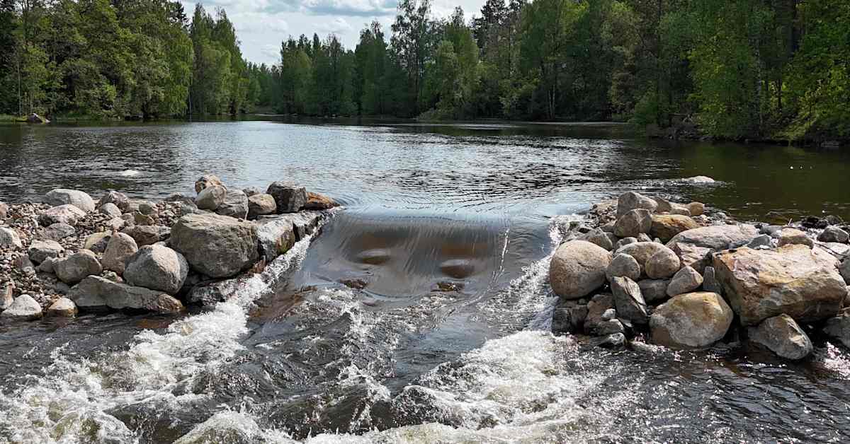 Vuoden 2025 kahdeksan parasta luontouutista: kosket vapautuivat, norppakanta kasvoi ja ilmastopäästöt taittuivat | Yle Luonto