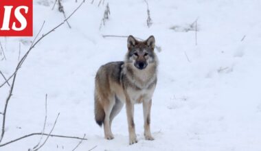 Susien metsästys on nyt laillista – näin monta kaadettiin alle päivässä